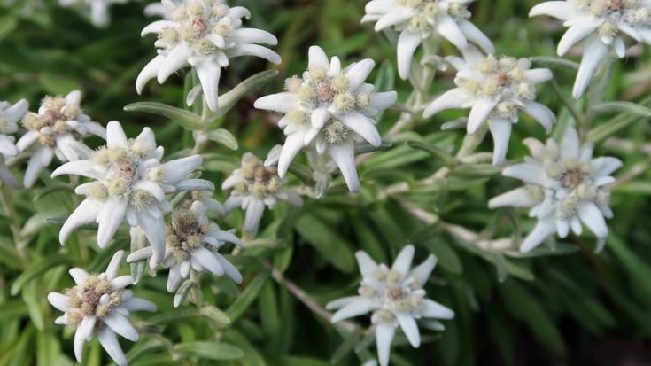 Clinical Study: Edelweiss